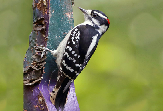 Downy Woodpecker by Keith Watson